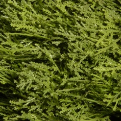 National Tree Topiaries-60" Green Cone And Ball Juniper Spiral Artificial Christmas Topiary