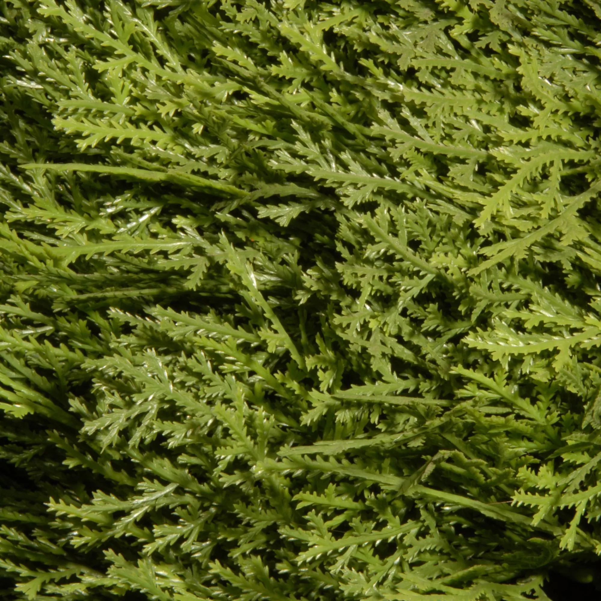 National Tree Topiaries-60" Green Cone And Ball Juniper Spiral Artificial Christmas Topiary